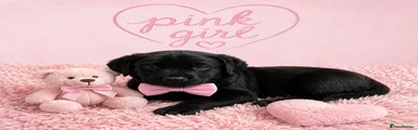 Labrador Retriever Puppy 5