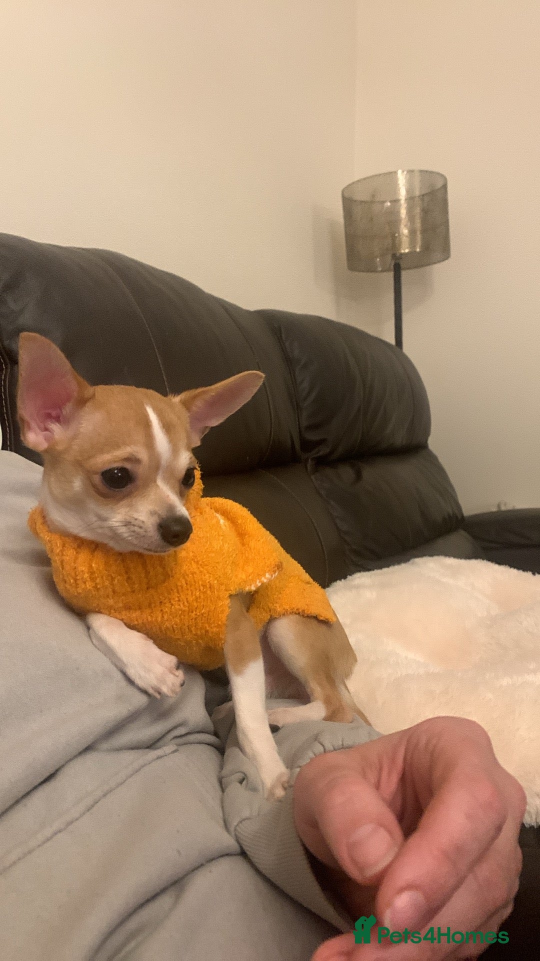 Chihuahua dogs for stud: Chihuahua smooth coat for stud - Image 2