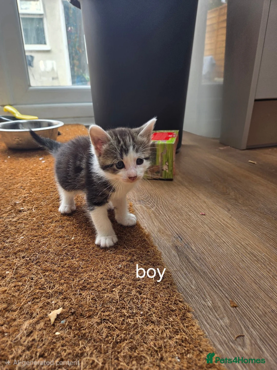 Mixed Breed cats for sale: GORGEOUS MIXED BREED KITTENS - Advert 12