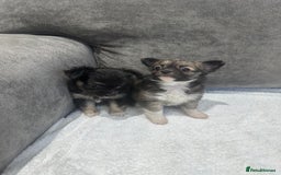 Chihuahua dogs for sale: chihuahuas puppies for sale  - Advert 18