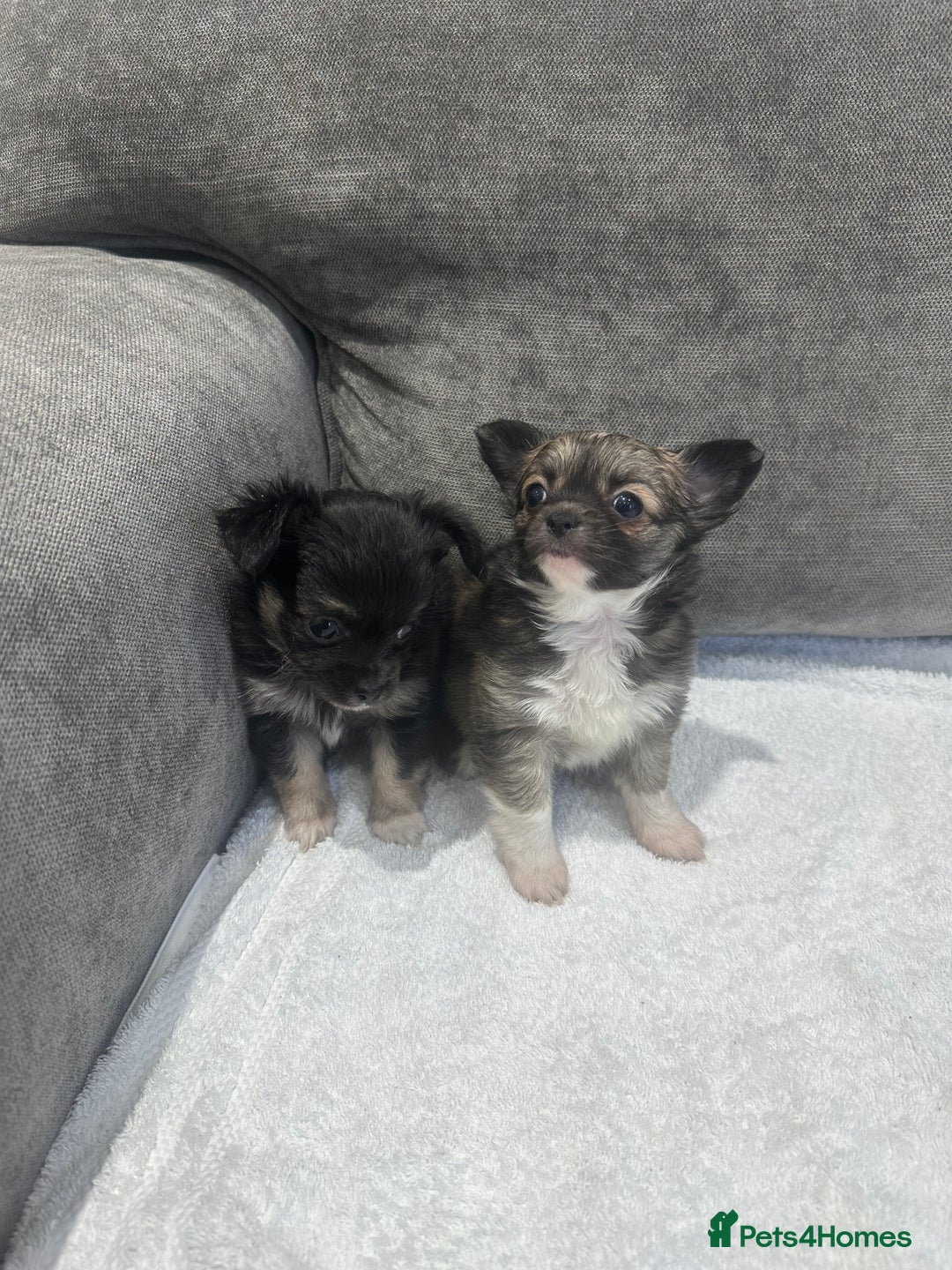 Chihuahua dogs for sale: chihuahuas puppies for sale  - Advert 18