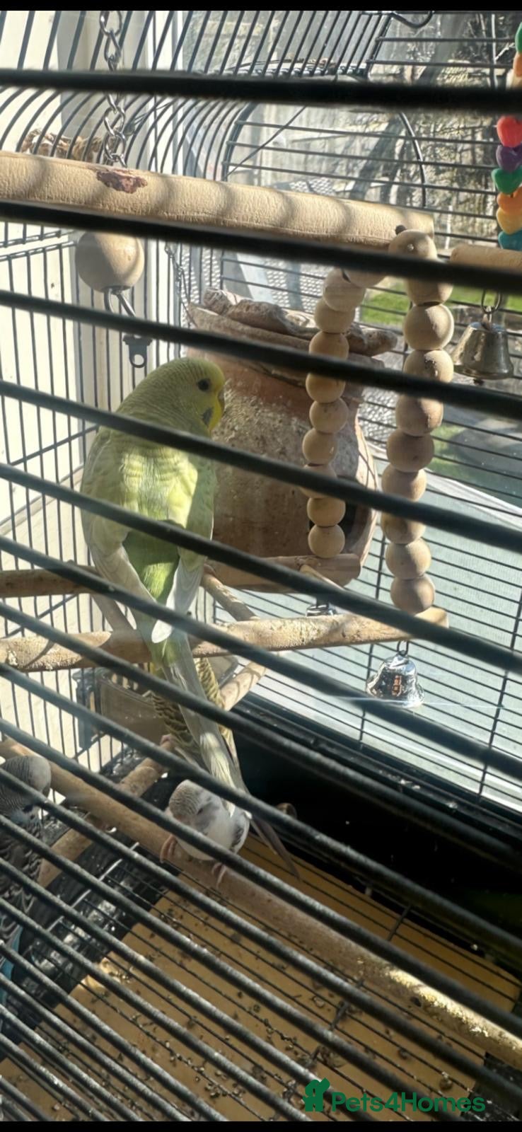 Budgerigars birds 3 budgies ( 25 pounds each) - Advert 19