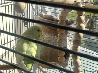 Budgerigars birds 3 budgies ( 25 pounds each) - Advert 19