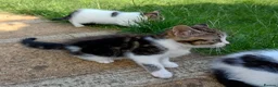 Mixed Breed cats for sale: Lovely playful kittens looking for a new home  - Advert 7