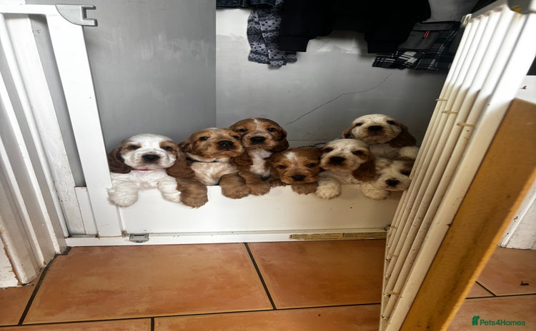 Cocker Spaniel dogs - Advert 14