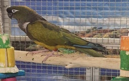 Parrots birds for sale: Stunning Birds/Parakeets/Parrots available  - Image 5