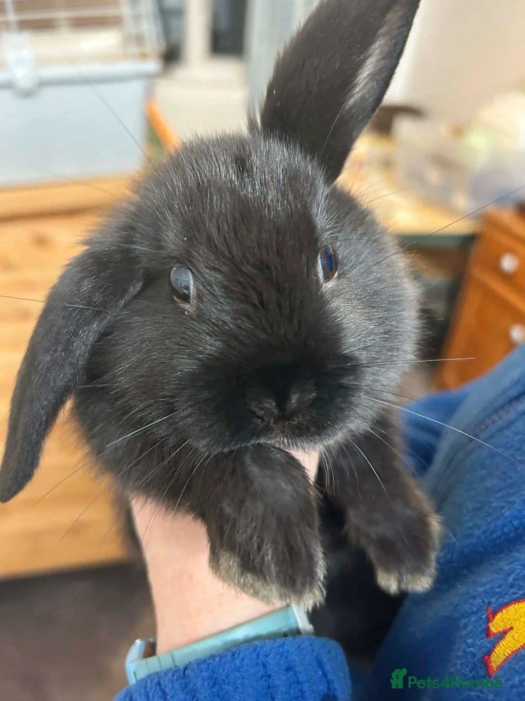 Mini Lop rabbits for sale:  chocolate brown and black Netherland rabbits - Advert 1
