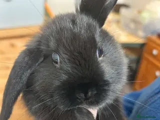 Mini Lop rabbits chocolate brown and black Netherland rabbits - Advert 12