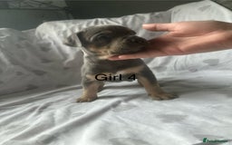 Mixed Breed dogs for sale: Beautiful staffie cross bullmastiff puppies  - Image 14