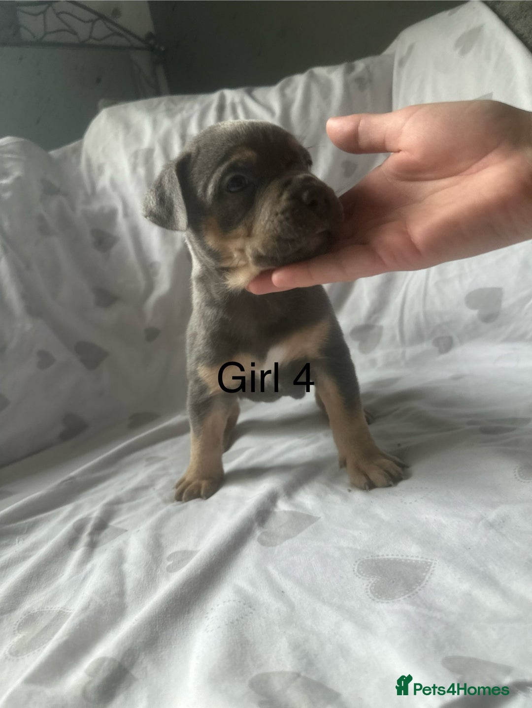Mixed Breed dogs for sale: Beautiful staffie cross bullmastiff puppies  - Image 14