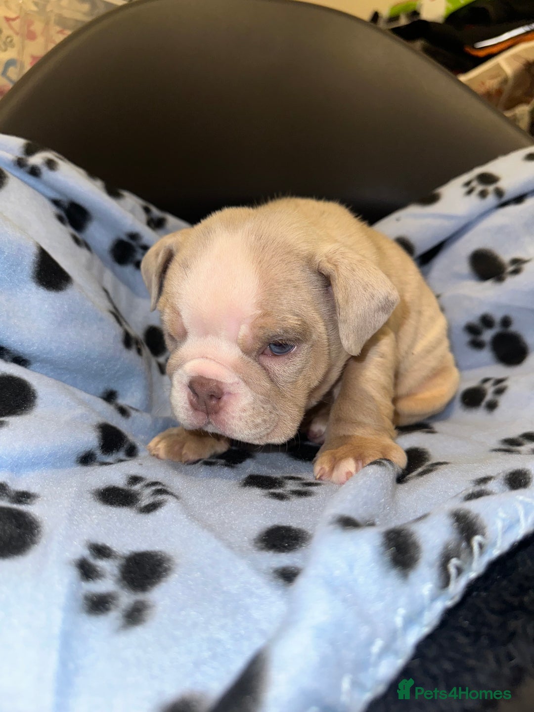 English Bulldog dogs for sale: ‼️ENGLISH BULLDOG PUPS WITH AMERICAN BLOODLINE‼️ - Advert 10