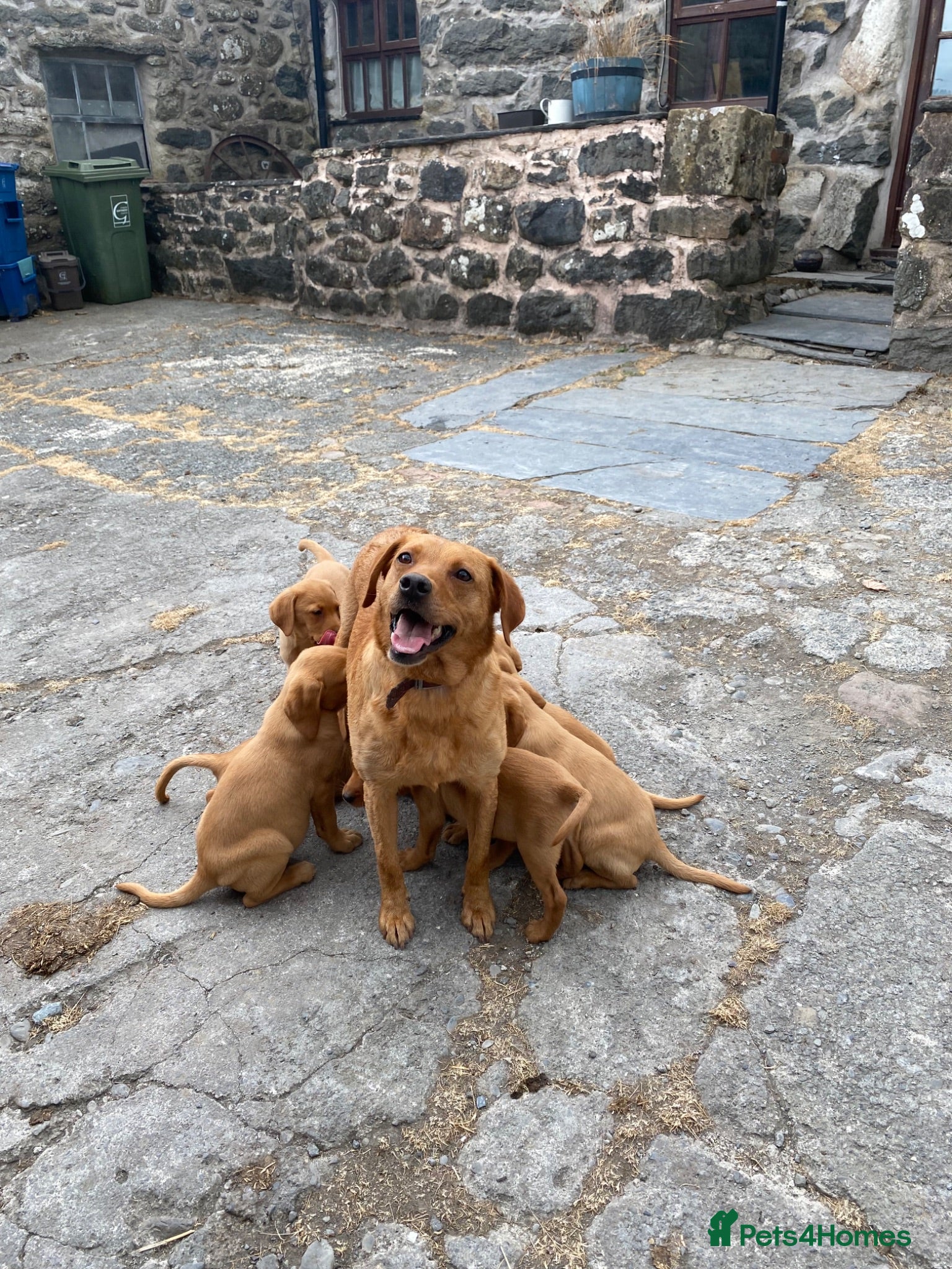Labrador Retriever dogs Fox Red labrador Puppies For Sale - Advert 2