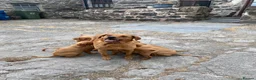 Labrador Retriever dogs for sale: Fox Red labrador Puppies For Sale in Bala - Advert 2