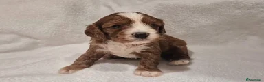 Cavapoo 4