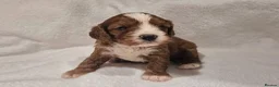 Cavapoo dogs for sale: Stunning Health Tested Ruby Red Cavapoo puppies.   - Advert 3