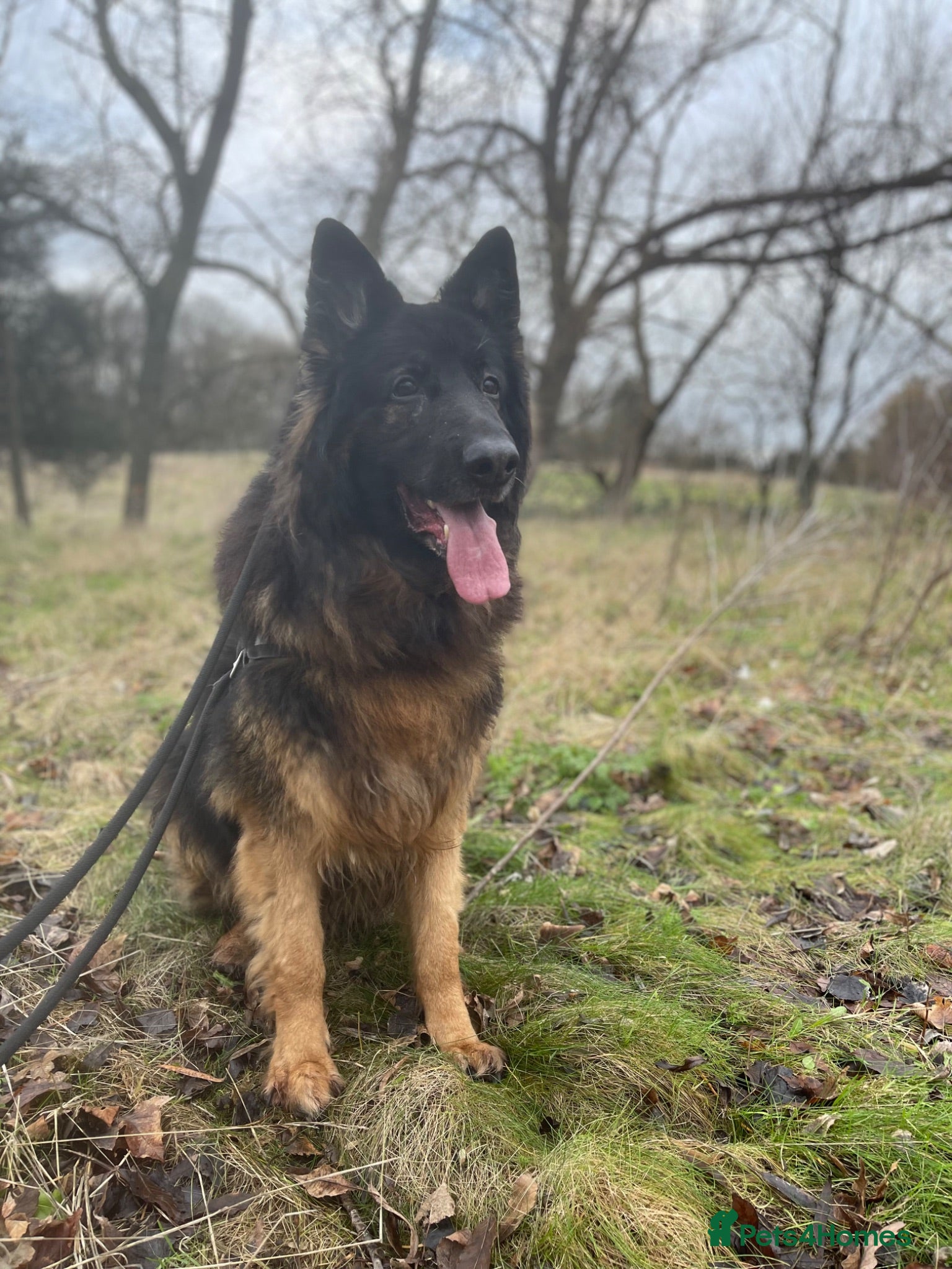 German Shepherd dogs German Shepherd for rehome - Advert 1