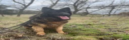 German Shepherd dogs for sale: German Shepherd for rehome in Leeds - Advert 1