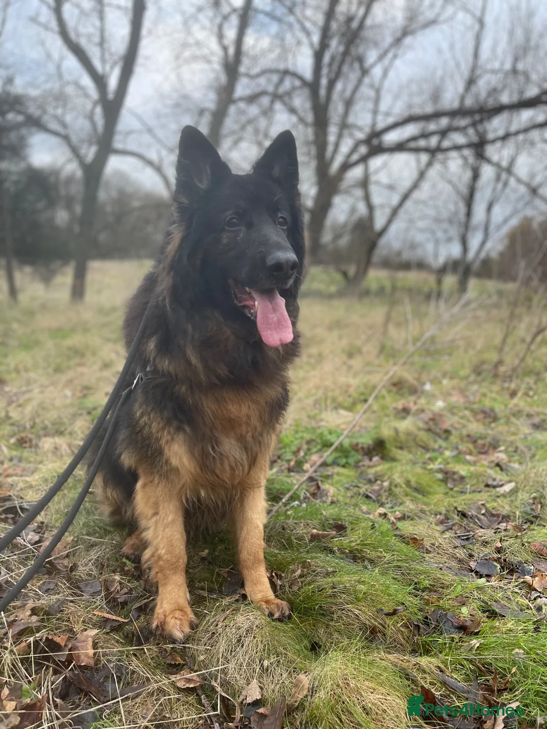 German Shepherd dogs for sale: German Shepherd for rehome in Leeds - Advert 1