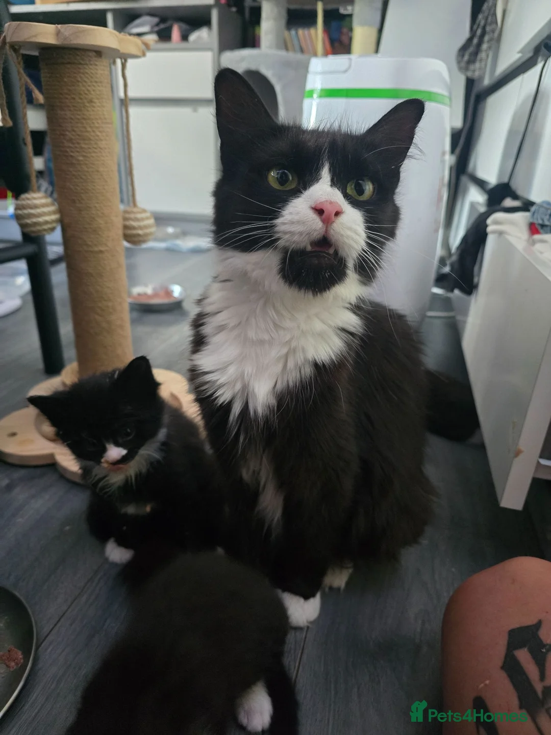 Mixed Breed cats for sale: Mochi & Maureen – Looking for Their Forever Homes  - Advert 3