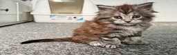 Maine Coon cats for sale: Polydactyl Maine Coon Girl! - Advert 8