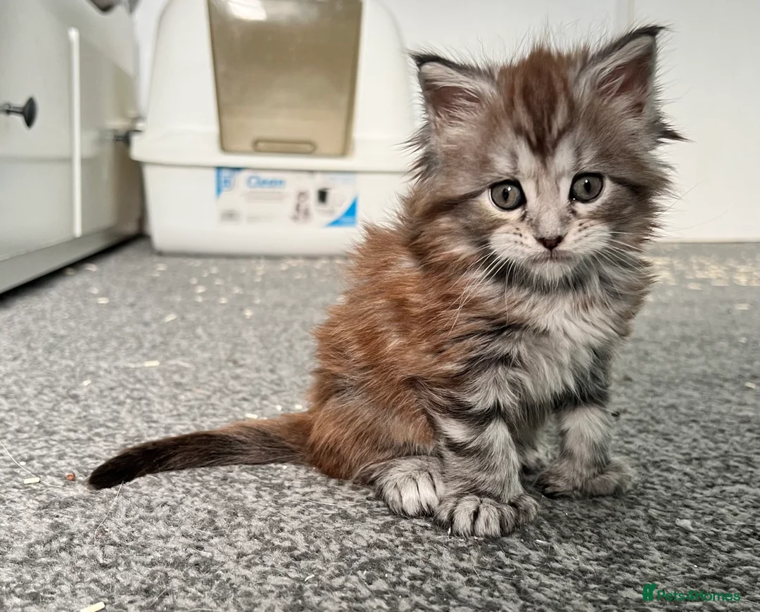 Maine Coon cats for sale: Polydactyl Maine Coon Girl! - Advert 8