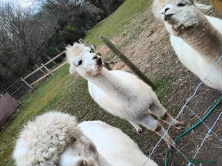 Alpaca livestock 3 x Male Alpacas for sale - Advert 1