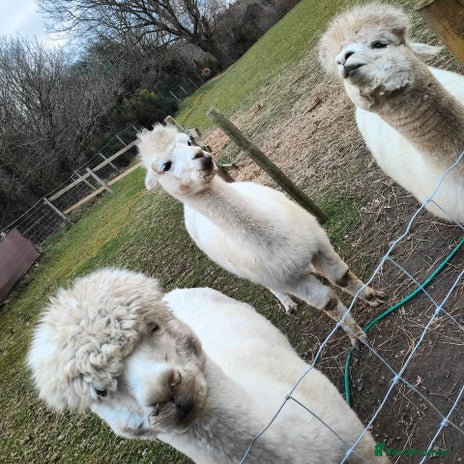 Alpaca livestock 3 x Male Alpacas for sale - Advert 1