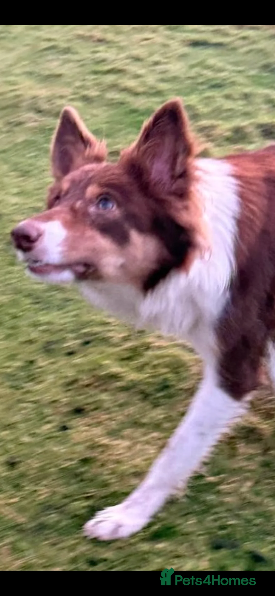 Border Collie dogs for sale: Red, White & Gold Border Collie Pups - Advert 9