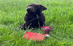 Labrador Retriever dogs for stud: Gorgeous chocolate Labrador  - Image 4
