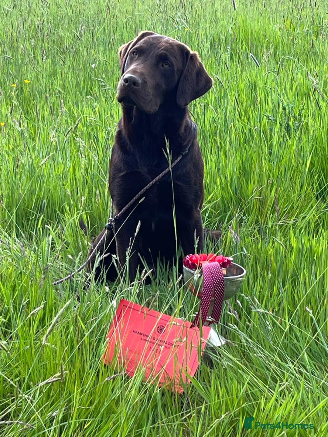 Labrador Retriever dogs for stud: Gorgeous chocolate Labrador  - Image 4