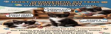 Domestic Shorthair 9