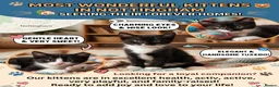 Domestic Shorthair cats for sale: Ms Smith  in Nottingham - Advert 2