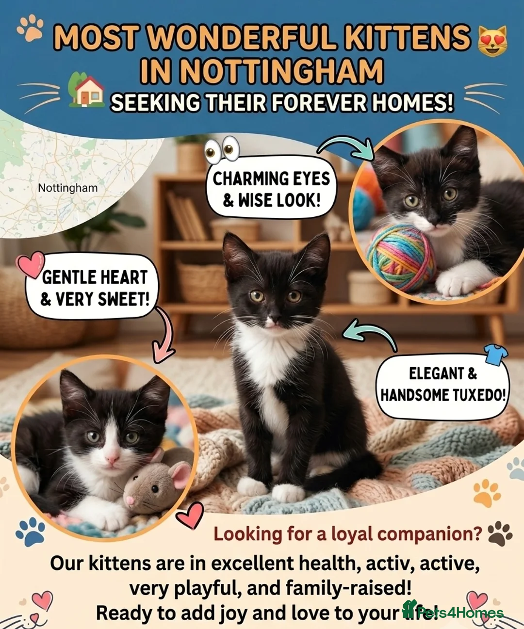 Domestic Shorthair cats for sale: Ms Smith  in Nottingham - Advert 2
