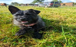 Mixed Breed dogs for sale: 2 year old Pug x westie - Image 1