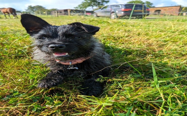 Mixed Breed dogs - Advert 3