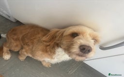 Cockapoo dogs for sale: 2 female sister cockapoos aged 3 in Leeds - Image 1