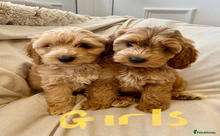 Cockapoo dogs - Advert 8