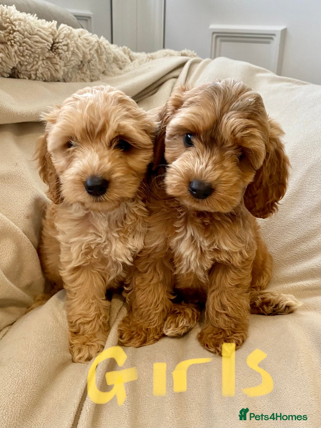 Cockapoo dogs for sale: (F1 show cockapoos (PRA CLEAR) - Image 1