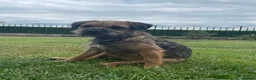 Border Terrier dogs for sale: KC registered border terrier pups  - Advert 5