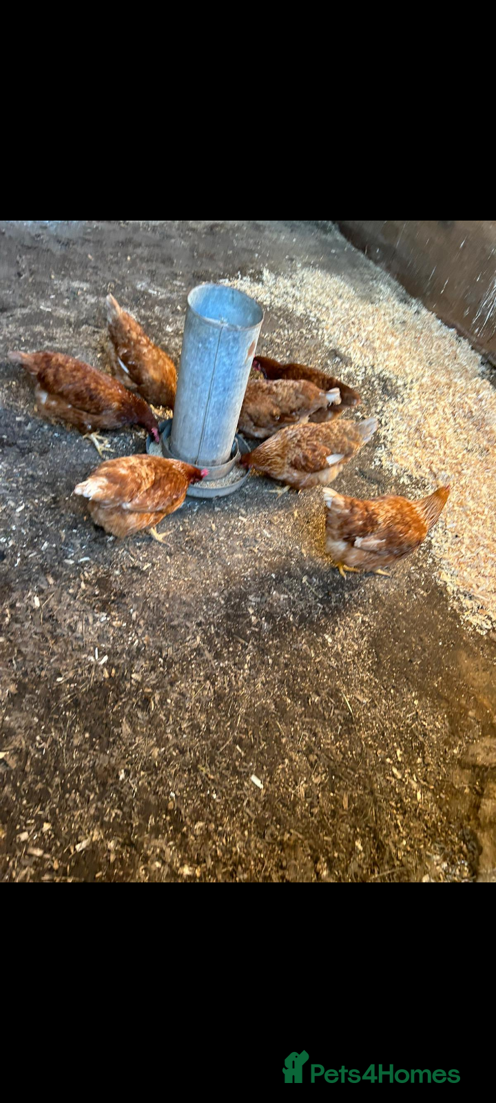 Chickens poultry Chickens! Brown hens , in lay - Advert 2