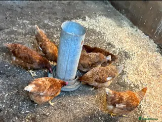 Chickens poultry Chickens! Brown hens , in lay - Advert 2