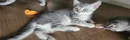 Scottish Fold cats for sale: Ready to rehome schottish fold kittens - Advert 26