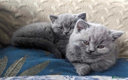 British Shorthair cats for sale: Both parents pedigreesTICA pedigree-dad5xchampion  - Image 23