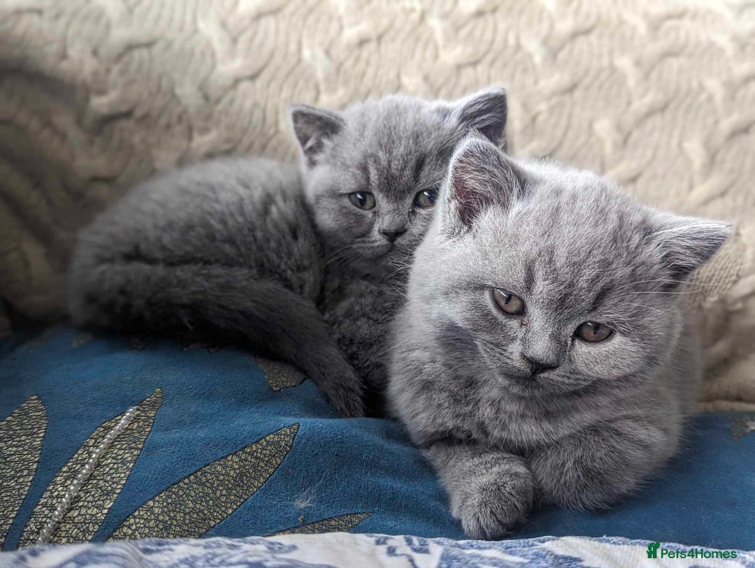 British Shorthair cats for sale: Both parents pedigreesTICA pedigree-dad5xchampion  - Image 23