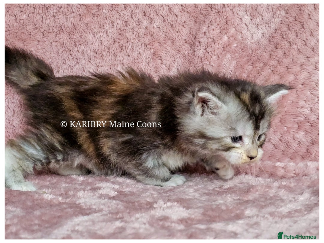 Maine Coon cats for sale: QUALITY TICA Registered Shaded,Shell ACTIVE - Advert 11