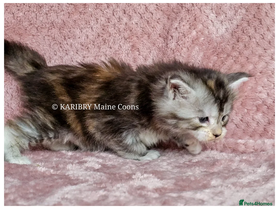 Maine Coon cats for sale: ACTIVE TICA Registered Shaded & Shaded lines - Advert 9