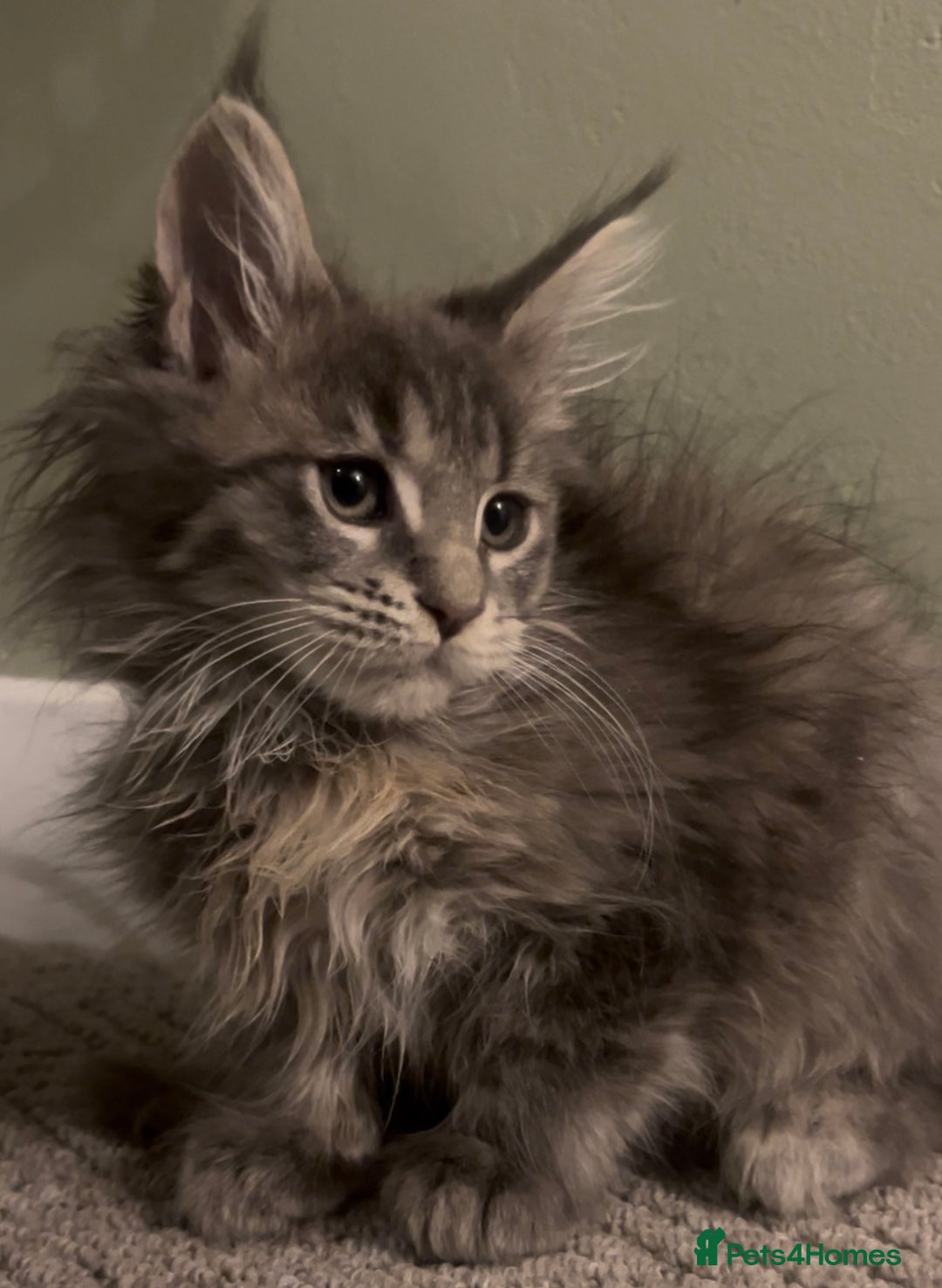 Maine Coon cats for sale: Maine Coon girls READY NOW Russian sired  - Image 37