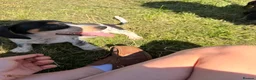 Dachshund dogs for sale: Two beautiful Isabela dachshund b in Rugby - Advert 16