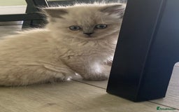 Selkirk Rex cats for sale: Beautiful selkirkrex babies - Image 6