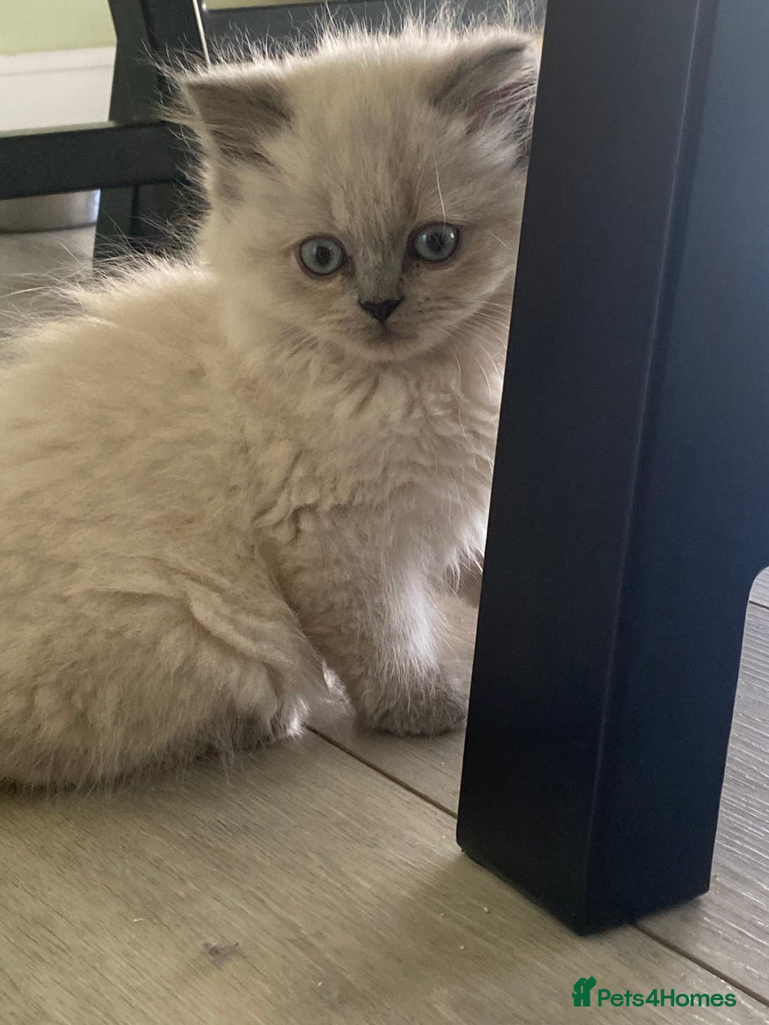 Selkirk Rex cats for sale: Beautiful selkirkrex babies - Image 6